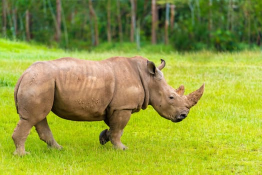 Portrait of Southern white rhino, endangered African native animal