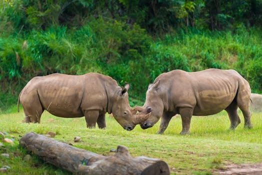 Southern white rhinoceros, endangered African native animals