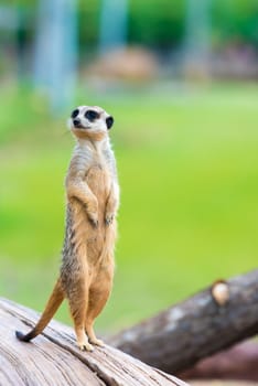 Portrait of Meerkat Suricata suricatta, African native animal, small carnivore belonging to the mongoose family