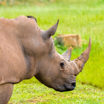 Portrait of Southern white rhino, endangered African native animal