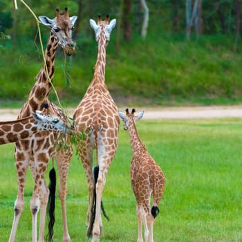 Young baby giraffe with its mother, African native animals