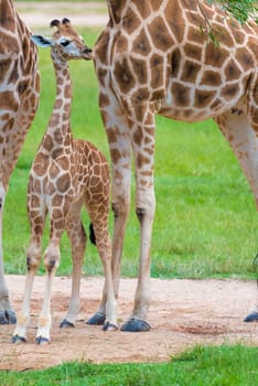 Young baby giraffe with its mother, African native animals