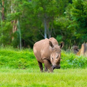 Southern white rhinoceros, endangered African native animals