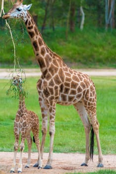 Young baby giraffe with its mother, African native animals