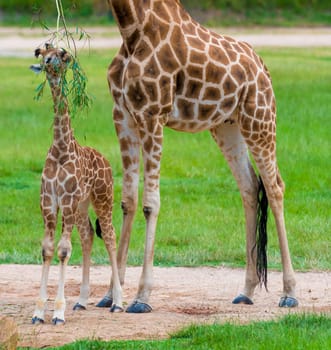 Young baby giraffe with its mother, African native animals