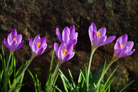 Purple crocuses bloom already in February