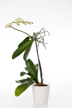 Spray of white and green flowers on a Phalaenopsis orchid plant and aerial roots growing in a white clay pot isolated on a white background.
