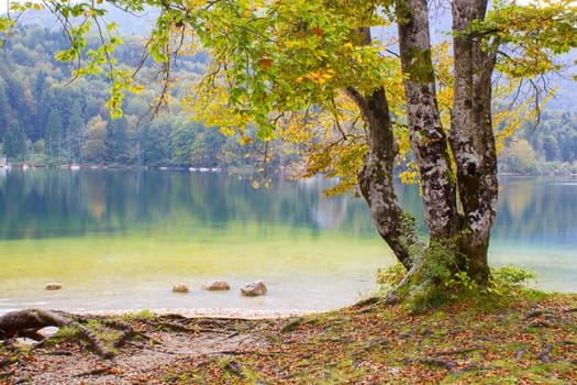 Old tree by the Bohinj lake, Slovenia