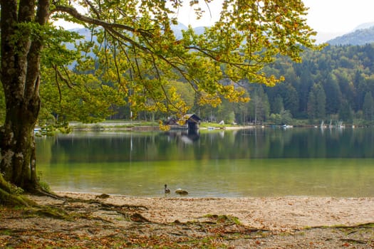 Old tree by the Bohinj lake, Slovenia