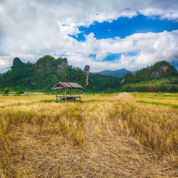 Rice field and mountains. Beautiful rural landscape. Vang Vieng, Laos.