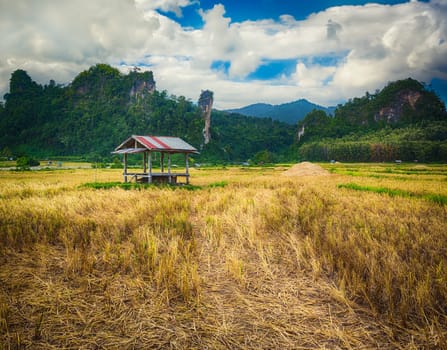 Rice field and mountains. Beautiful rural landscape. Vang Vieng, Laos.