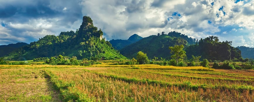 Rice field and mountains. Beautiful rural landscape. Vang Vieng, Laos. Panorama