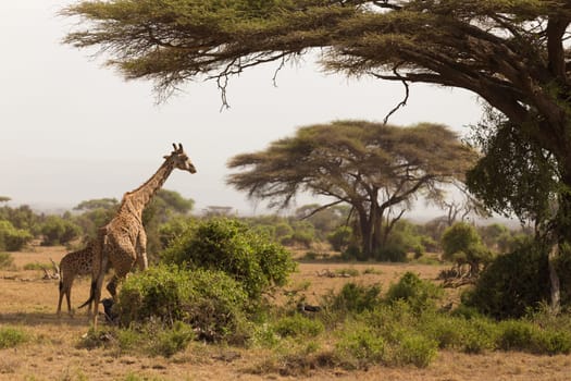Wild giraffe grazing in savannah of Serengeti national park, Tanzania.