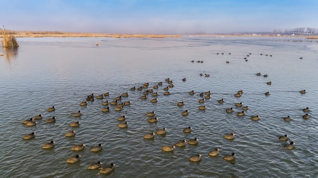 Eurasian coot on the lake. Location: Comana Natural Park, Romania. Aerial view.