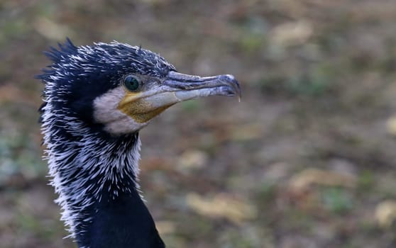 Head study Cormorant Phalacrocorax carbo