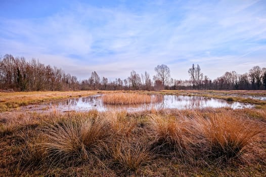 Beautiful pond in the nature of trees, reeds and grass