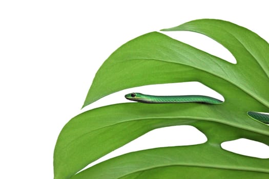 Female Rough Grass Snake (Opheodrys aestivus) on window leaf (Monstera deliciosa) ,exempted
