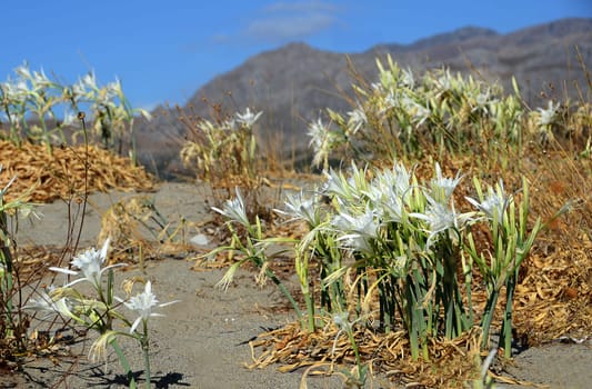 Dune funnel daffodil