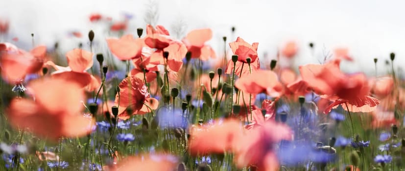 pastel poppies and cornflowers on a fragrant summer meadow in panoramic format. Flowers,beauty,colors,nature,plants,summer,landscape,ecology,concept.