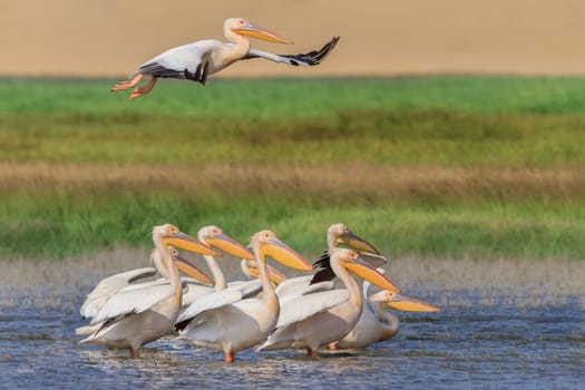 white pelicans (pelecanus onocrotalus). Danube Delta, Romania