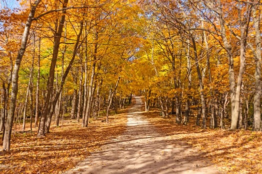 Colorful Rural Road in the Fall in Great River Bluffs State Park in Minnesota