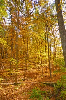 Quiet Path Throught the Fall Forest in Palisades- Kepler State Park in iowa