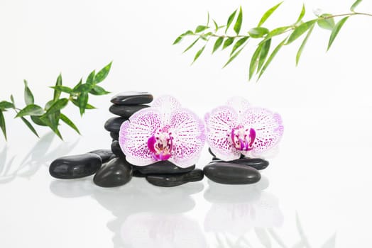 Spa concept with Phalaenopsis orchids, hot stones and bamboo leaves close up