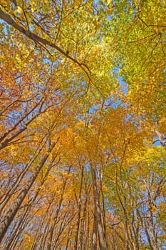 Colorful Forest Canopy in the Fall in Great River Bluffs State Park in Minnesota