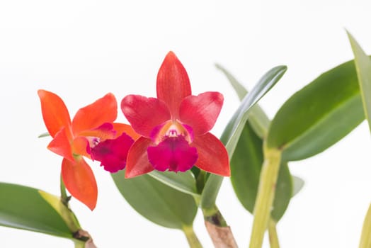 Cattleya orchids over white background
