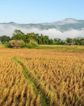 Asian countryside scenery of rice field after harvesting in the morning