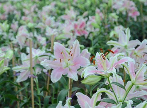 Pink Easter lily flower (Lilium longiflorum) in the garden