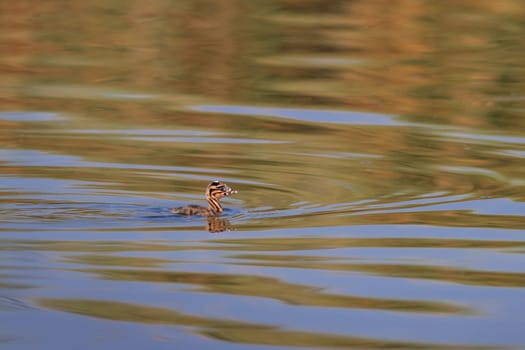 juvenile great crested grebe (podiceps cristatus) in Danube Delta, Romania