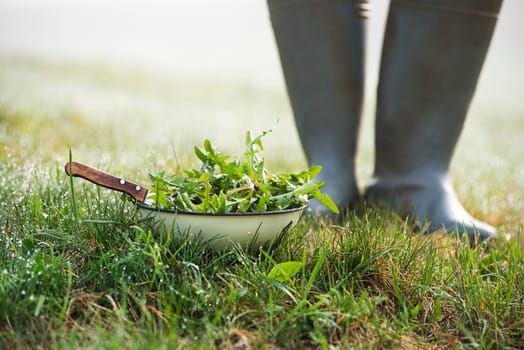 Picking with knife a fresh dandelion leaves in nature