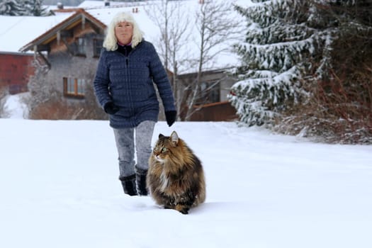 A woman goes for a walk with her Norwegian Forest Cat in winter. Walk with cat