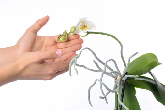 Spray of white and green flowers on a Phalaenopsis orchid plant and aerial roots growing in a white clay pot isolated on a white background.