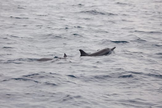 Precious Dolphins