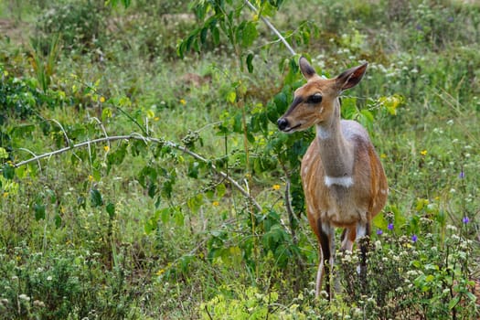 Shirr antelope in the Shimba Hills in Kenya