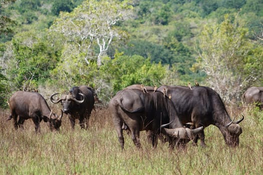 Buffalo herd with maggot chopper on its back in the Shimba Hills