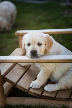 Golden Retriever puppy 6 weeks old sits on wooden bridge