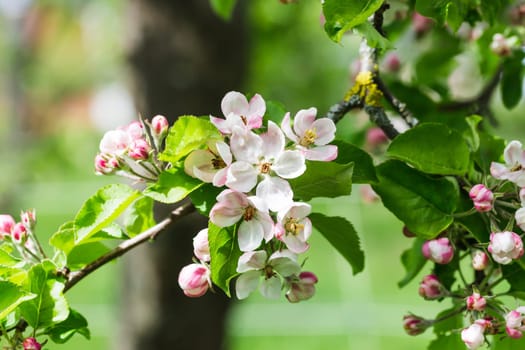 Detailed view of an apple bluete in spring