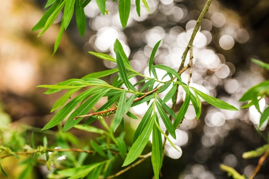 Branch of a weeping willow (Saliaceae) with beautiful bokeh in the background