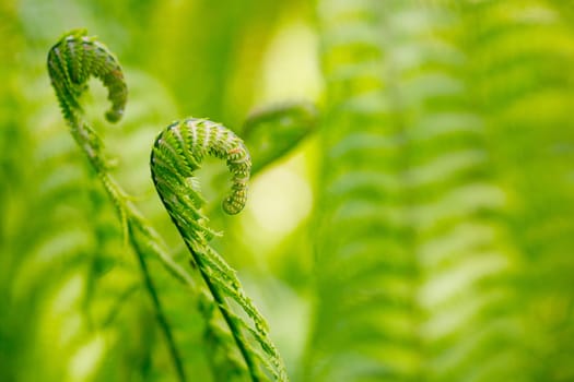 Green fern in detail as background