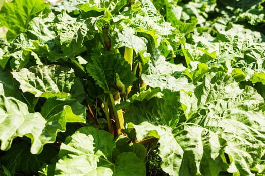 More about large rhubarb bubblers