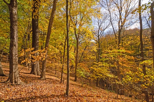 Colorful Ridge in a Midwest Forest in the Fall in Palisades-Kepler State Park in Iowa