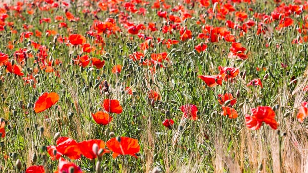 Detail of blooming poppy field in summer