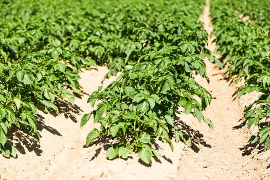 Green potato plant on a potato field
