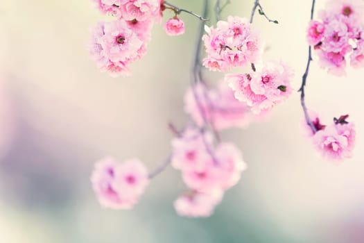 Spring blossom tree flowers in sunny day background
