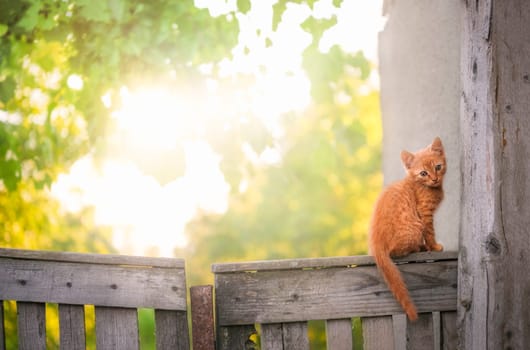 Cute little orange cat sitting on an old wooden fence, looking at the camera, surrounded by spring nature, on a sunny day, in a village in Romania.