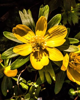 close up of small bright yellow spring flower on floor  essex  england  uk