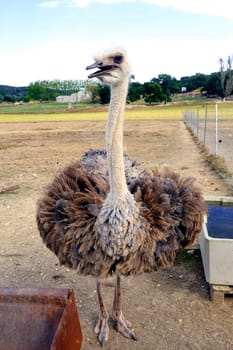 Ostrich at liberty in a French farm in the department of Gard